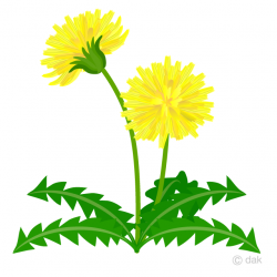 Dandelion Flower Clipart Free Picture｜Illustoon