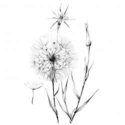 Dandelion Sketch, wild flower, clipart, Hygge, line drawing, Tragopogon  pratensis, Botanical Art, floral Prints, black, white, wall decor