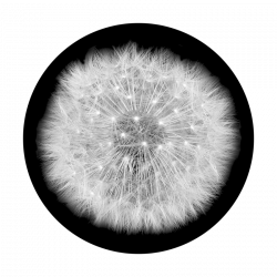 Dandelion Puff Drawing at GetDrawings.com | Free for personal use ...