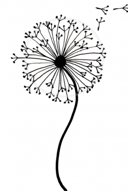 How to draw a dandelion: Easy dandelion drawing step by step ...