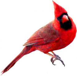 Image - Red Carainal Bird.png | Color Sorting | FANDOM powered by Wikia