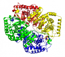 Why Is Lactate Dehydrogenase (LDH) Release A Good Measure For ...