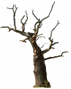 Dead tree 02 png by ~gd08 on deviantART | PNG files for ...