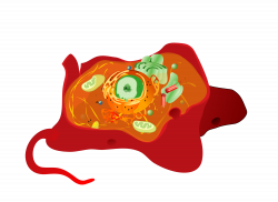 File:Animal cell structure no text.svg - Wikimedia Commons
