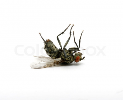 Free Dead Insects Cliparts, Download Free Clip Art, Free ...