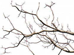 Dead Tree Branch With Transparent Background PNG (Isolated-Objects ...