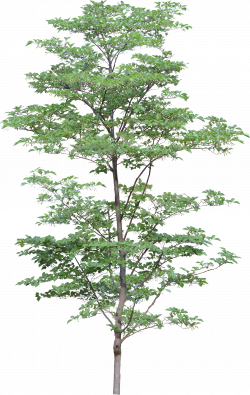 tree_PNG3473.png (1755×2774) | Photoshop library | Pinterest ...