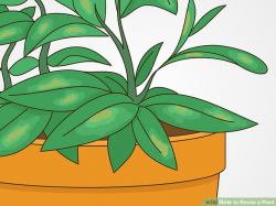 4 Ways to Revive a Plant - wikiHow