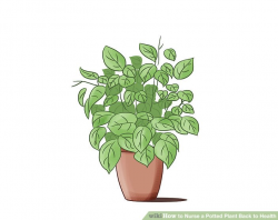 How to Nurse a Potted Plant Back to Health: 9 Steps