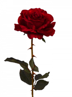Image - Dead rose.png | Animal Jam Clans Wiki | FANDOM powered by Wikia