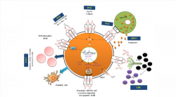 Identified potential effector mechanisms followed by anti-CD20 mAbs ...