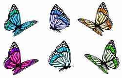Full-Color Decorative Butterfly Illustrations Clip art - Transparent ...