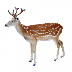 Deer PNG images