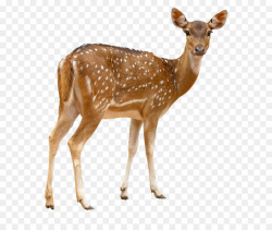 White Background clipart - Deer, Wildlife, transparent clip art