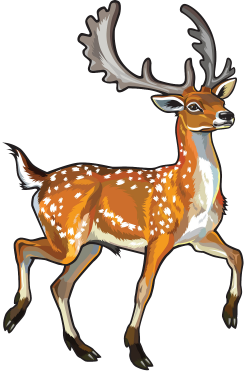 Fallow deer Chital Clip art - deer 1000*1512 transprent Png Free ...
