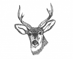 Public Domain Clip Art Image | Deer Head | ID: 13534086613294 ...
