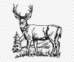 Download Hunting Deer Drawings Clipart White-tailed - Deer ...