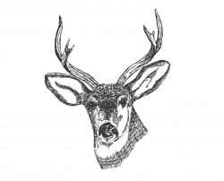 Clipart - Deer Head