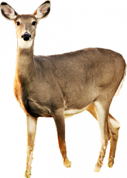 deer-free-PNG-transparent-background-images-free-download-clipart ...