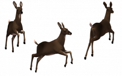Deer - Doe 02 by Free-Stock-By-Wayne on DeviantArt