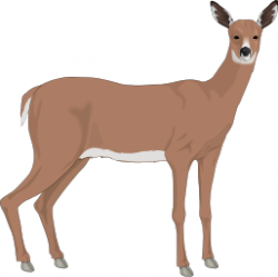 Free Doe Cliparts, Download Free Clip Art, Free Clip Art on ...