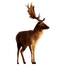 Deer PNG images free download, deer PNG