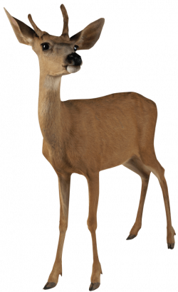 brown deer standing png - Free PNG Images | TOPpng