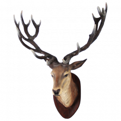 Deer Transparent PNG Pictures - Free Icons and PNG Backgrounds
