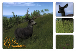 Mule Deer | The Hunter Wikia | FANDOM powered by Wikia