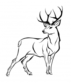 Deer Outline Drawing at PaintingValley.com | Explore ...