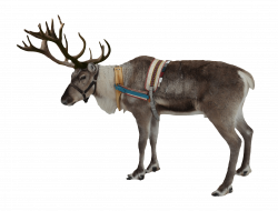 Reindeer Christmas transparent PNG - StickPNG