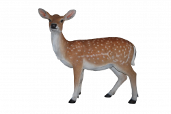 Free Deer Png, Download Free Clip Art, Free Clip Art on ...