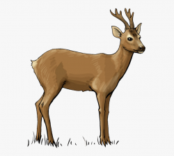Deer Clip Art - Roe Deer Clipart, Cliparts & Cartoons - Jing.fm