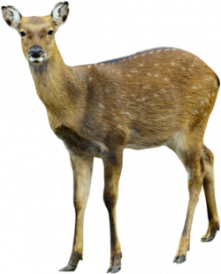Deer PNG images