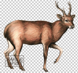 Sambar Deer Elk Javan Rusa Moose PNG, Clipart, Animal ...