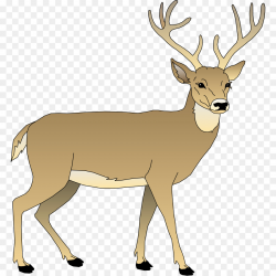 White tail deer clipart 7 » Clipart Station