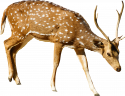 HD Brown Deer With White Spots Standing - Roe Deer Clipart ...