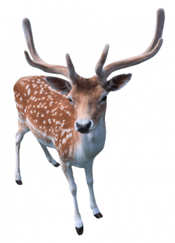 deer png - Free PNG Images | TOPpng