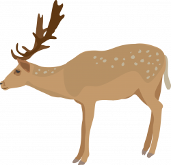 White-tailed deer Clip art - Realistic Reindeer Cliparts png ...
