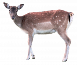 White Tailed Deer Clipart transparent background - Free Clipart on ...