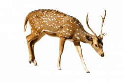 brown deer with white spots standing png - Free PNG Images | TOPpng