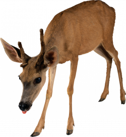 Brown Deer Standing PNG Image - PurePNG | Free transparent CC0 PNG ...