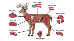 How to cook venison — and what you should make with each cut ...