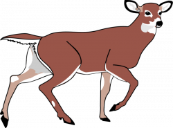 whitetail deer clipart - HubPicture