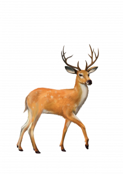 White-tailed deer Mule deer Clip art - deer 2480*3508 transprent Png ...