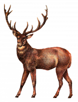 White-tailed deer Elk Clip art - deer 1225*1600 transprent Png Free ...