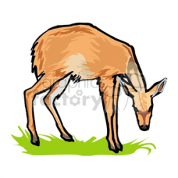 Young deer with its winter coat clipart. Royalty-free clipart # 131229