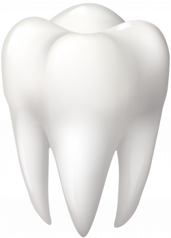 Tooth Molar PNG Clip Art - Best WEB Clipart