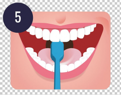 Tooth Brushing Dentistry Human Tooth Teeth Cleaning PNG ...