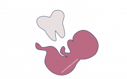 Pregnancy & Dentistry – the StuDental